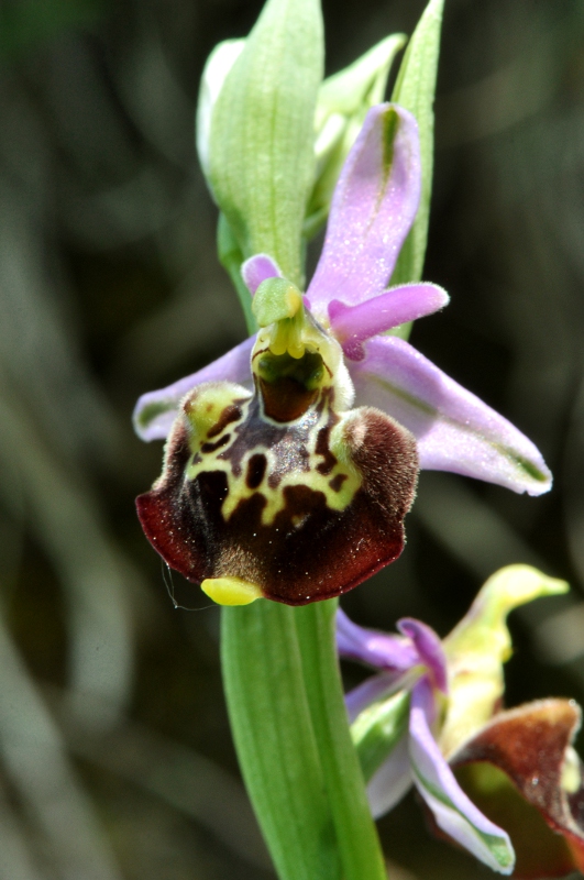 Tutte Ophrys dinarica o... holosericea?!